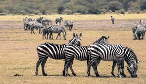 safari gallery image